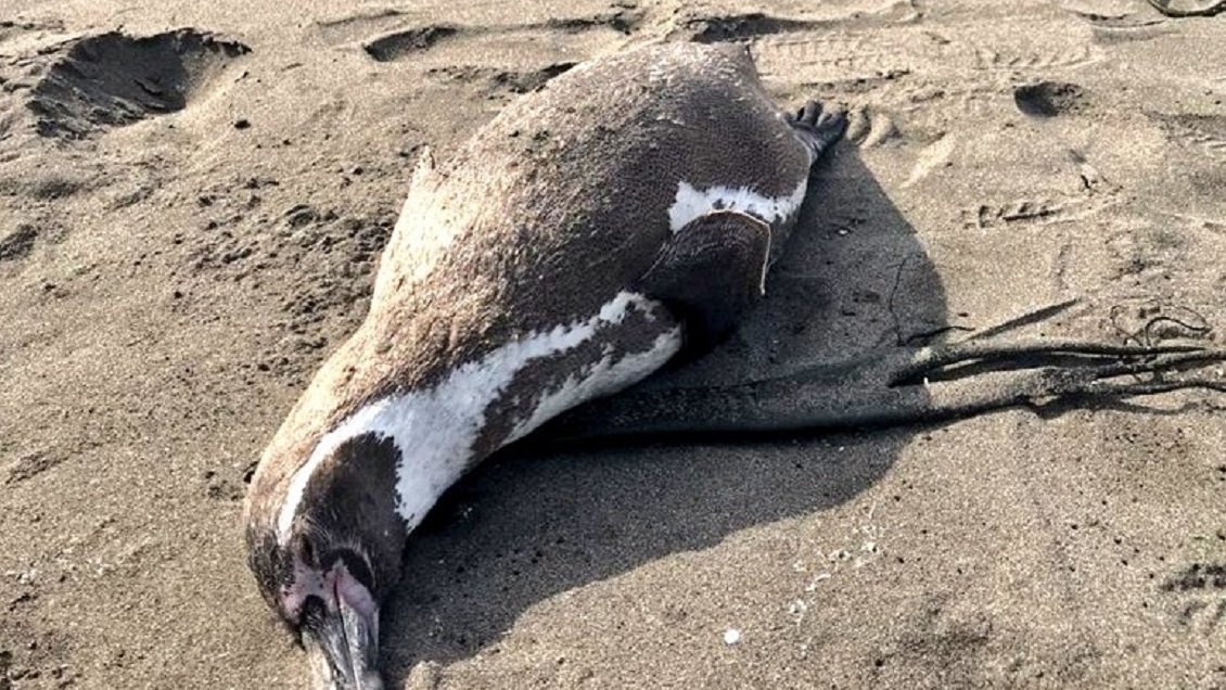 Pingüino de Humboldt, primer animal marino con gripe aviar en Coquimbo