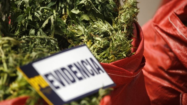  Más de 10.000 plantas de marihuana fueron decomisadas en un predio forestal del Maule  