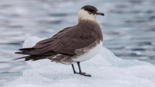  Aves marinas no se reproducen por tormentas extremas en la Antártica  
