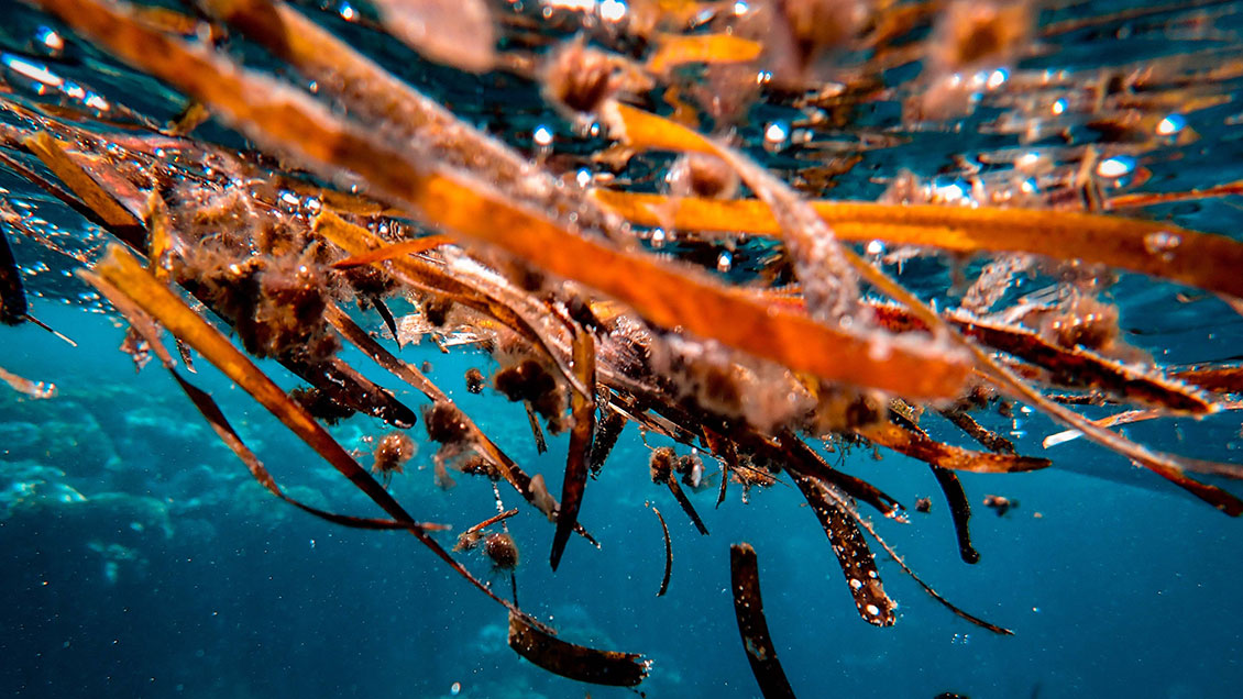 Masa gigante de algas tóxicas se acerca a la costa Florida