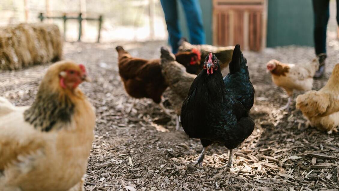 SAG confirmó primer caso de influenza aviar en aves de traspatio en la Región Metropolitana
