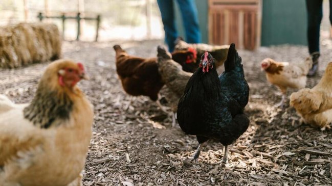  SAG confirmó primer caso de influenza aviar en aves de traspatio en la RM  