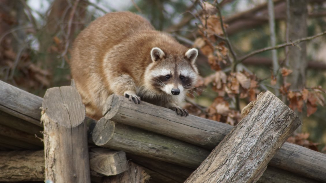 OMS baraja la posibilidad de que los perros mapache hayan sido el origen del coronavirus