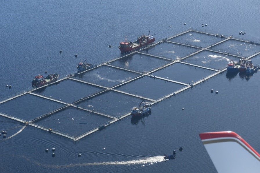 Sernapesca investiga mortandad de 141 toneladas de salmón en centro de cultivo de Aysén