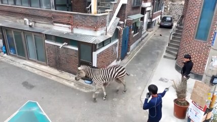  Una cebra se paseó por las calles de Seúl ante la incredulidad de los vecinos  