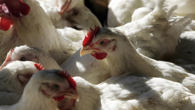  Unas 53.000 aves serán sacrificadas ante brote de influenza aviar en Florida  