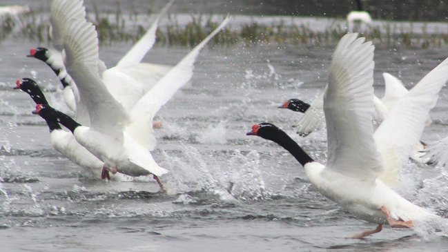   Detectan influenza aviar en 10 cisnes de un Santuario de la Naturaleza en Valdivia 