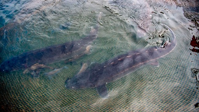 Nacen esturiones en libertad en el río Yangtsé por primera vez en 23 años