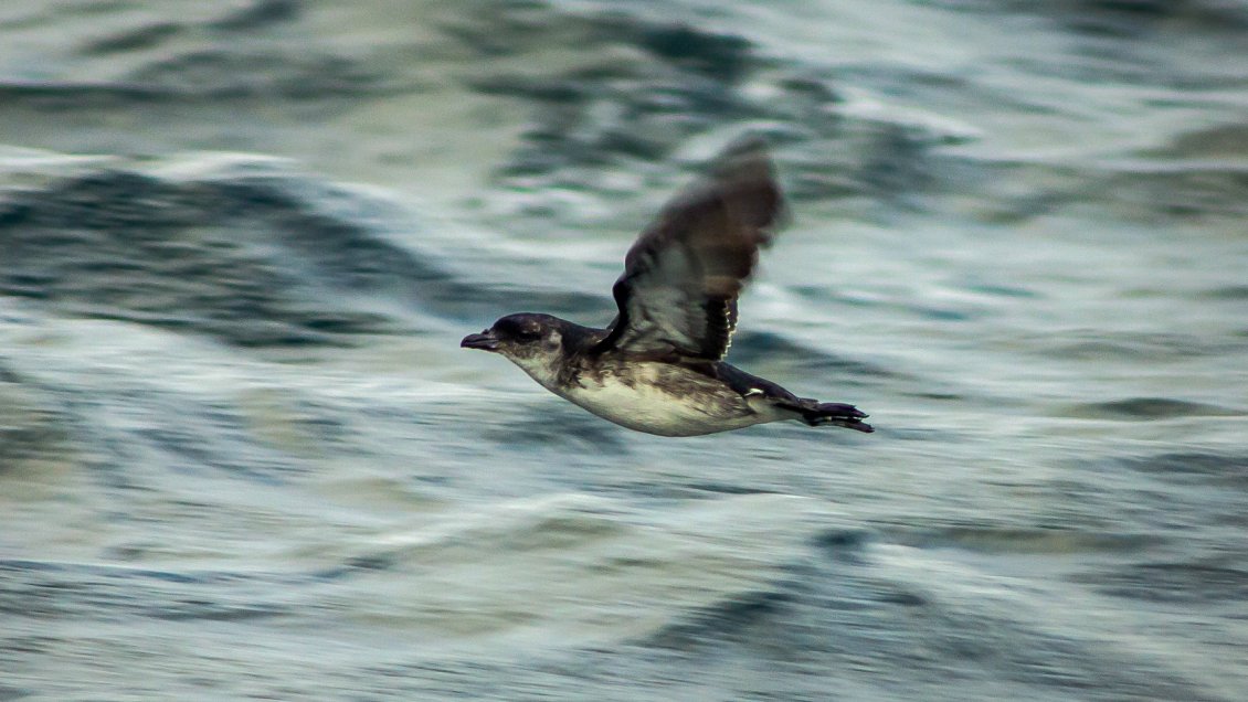 Erradicación de conejos y uso de parlantes dio nueva vida a un ave en peligro de extinción