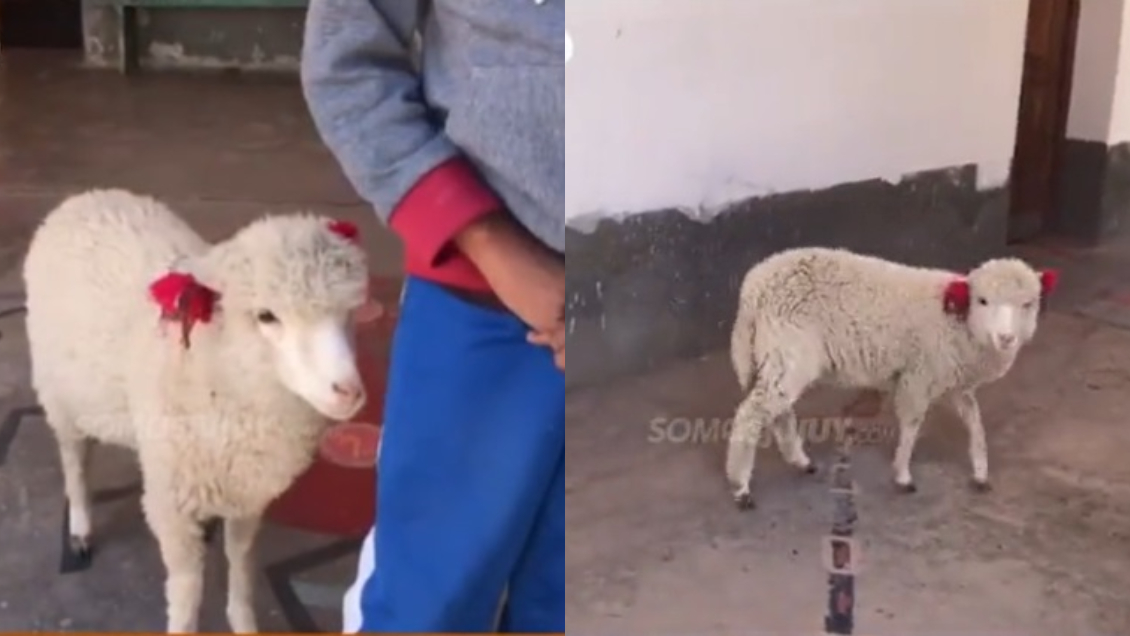 Niño llevó a su oveja de mascota al colegio porque no quería que se quedara sola
