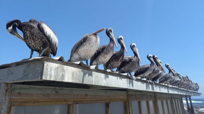 Municipio de San Pedro de la Paz cerró el borde costero por mortandad de aves