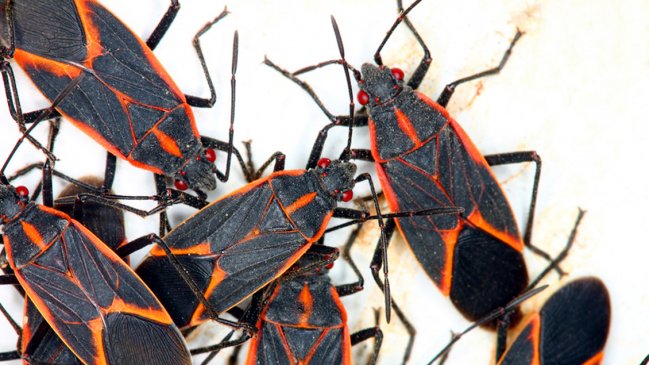 Chinche del arce: Expertos explican cómo enfrentar la plaga este invierno