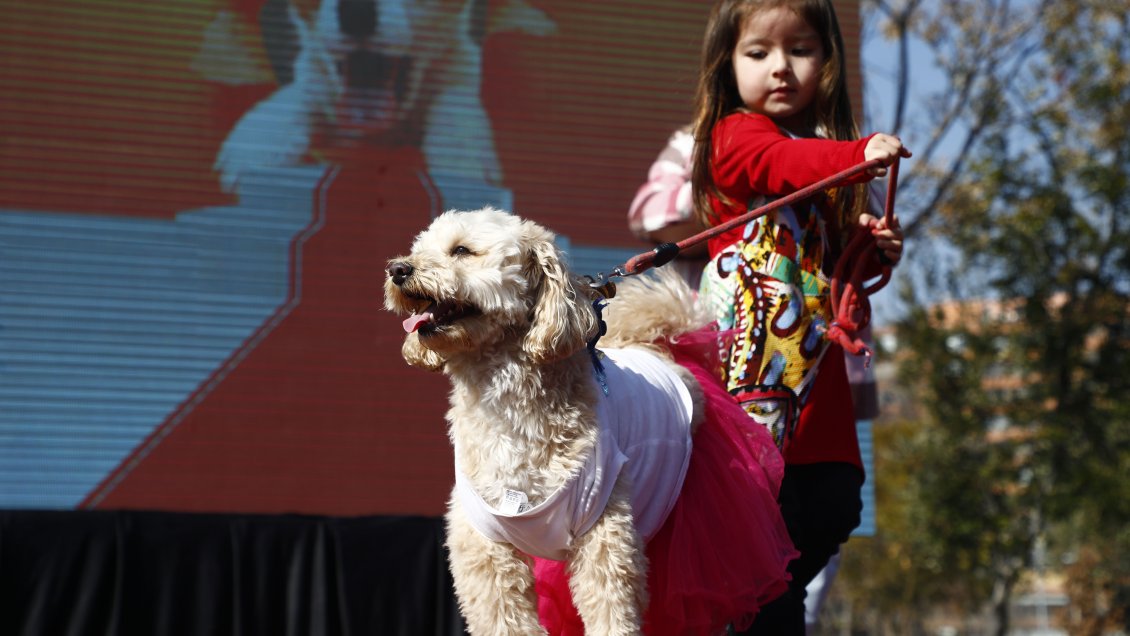 Estudio reveló que tener perro o gato se asocia con menos alergias alimenticias en niños