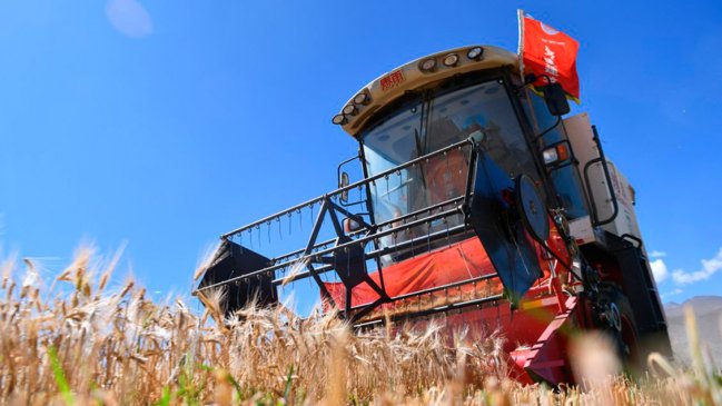 Región suroccidental china ampliará área de siembra de cebada de tierras altas