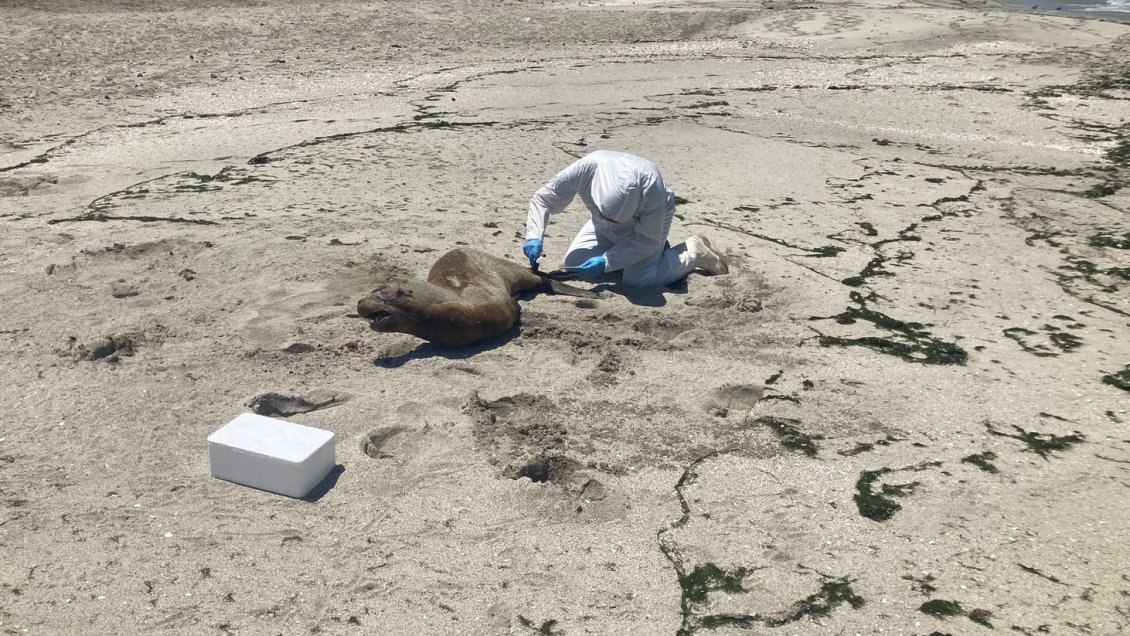 Detectan más de un centenar de lobos marinos muertos en varias playas del Biobío