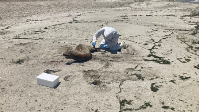 Detectan más de un centenar de lobos marinos muertos en varias playas del Biobío