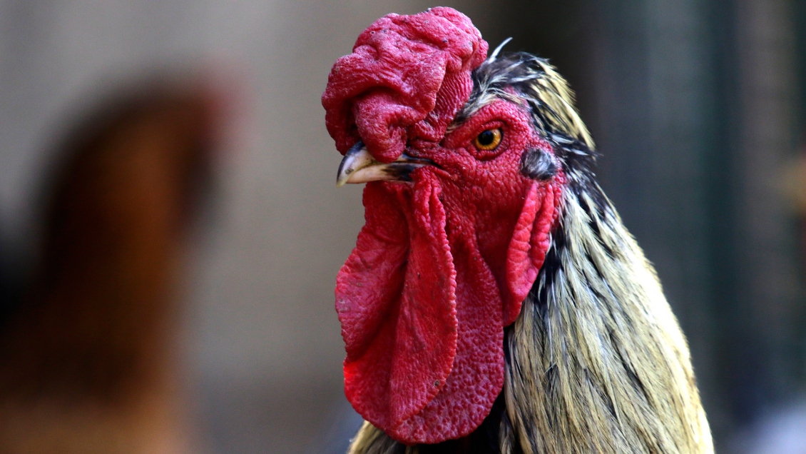 SAG confirmó primer caso de gripe aviar en aves domésticas en Puerto Montt