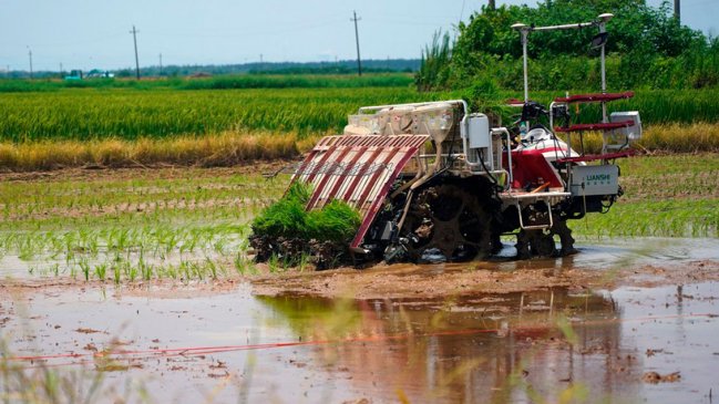 China lanza plataforma de macrodatos para desarrollo de industria del arroz