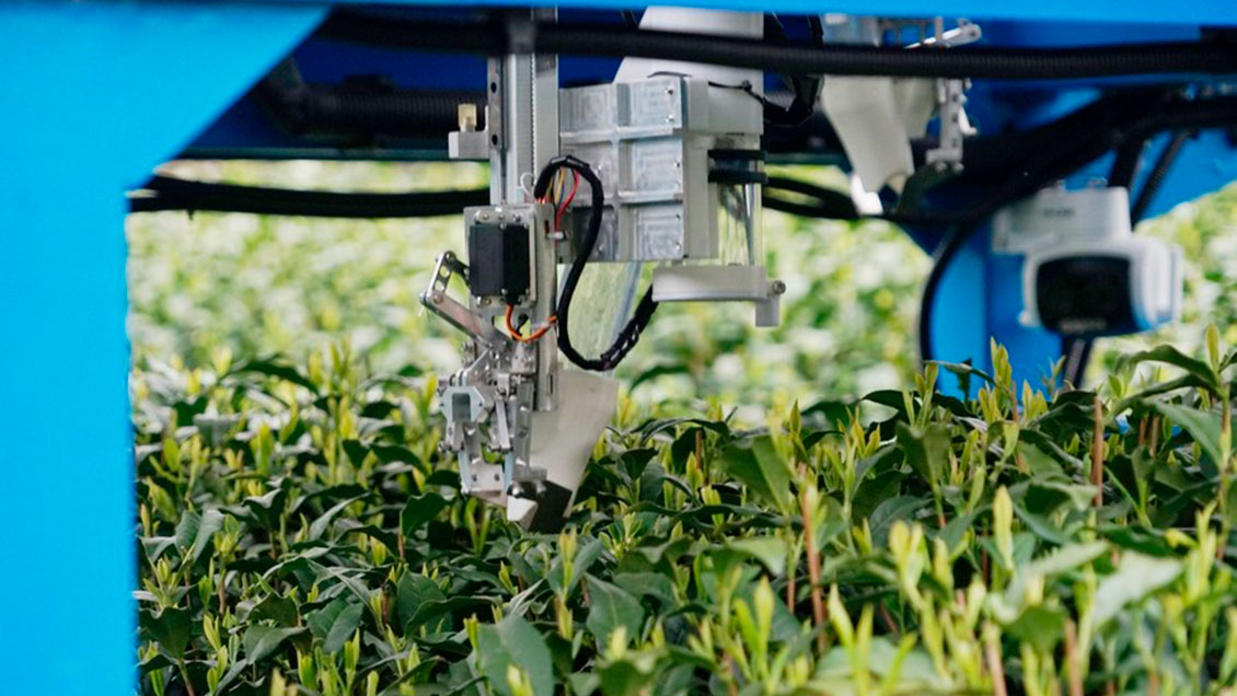 Festival Qingming: Robots se unen a la cosecha del famoso té Longjing