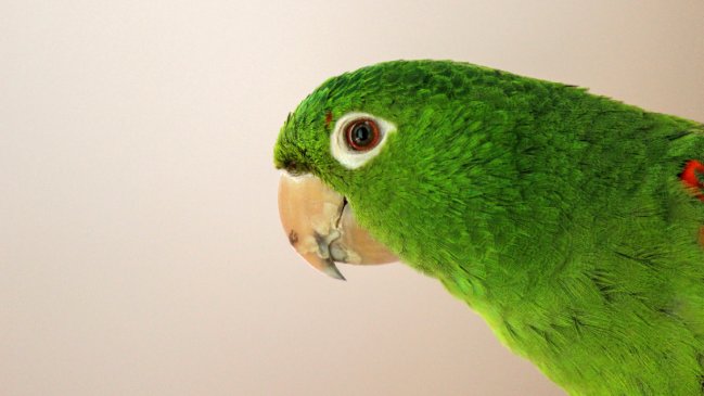 Fue el testigo clave: Lorito ayudó a resolver un homicidio después de 9 años en India