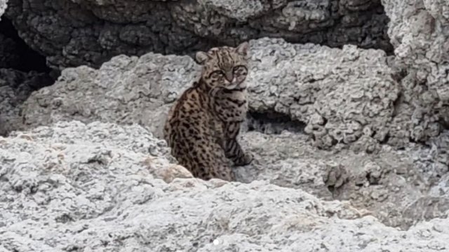 [Fotos] Captan a un hermoso gato de Geoffroy en las Torres del Paine