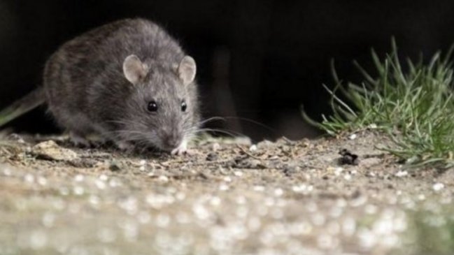 Confirman segundo caso de contagio con virus hanta en O’Higgins