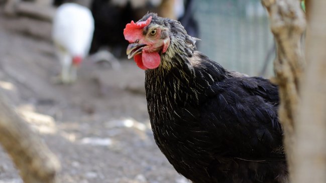 Murió mujer infectada con gripe aviar H3N8 en China