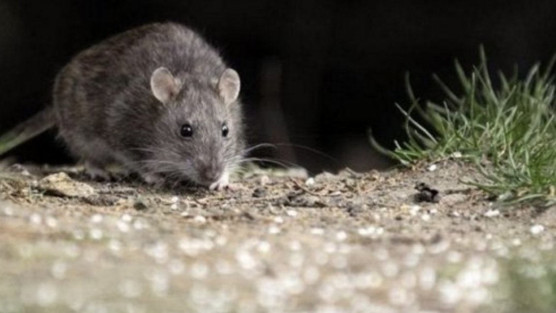 Confirman segundo caso de contagio con virus hanta en O’Higgins