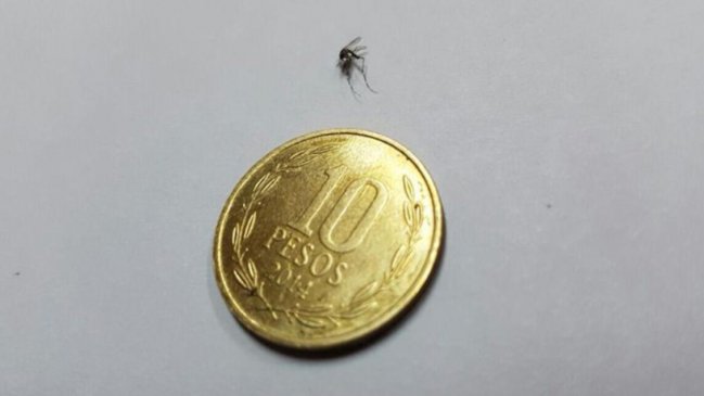 Minsal confirmó hallazgo en Los Andes de mosquito capaz de transmitir zika, dengue y fiebre amarilla