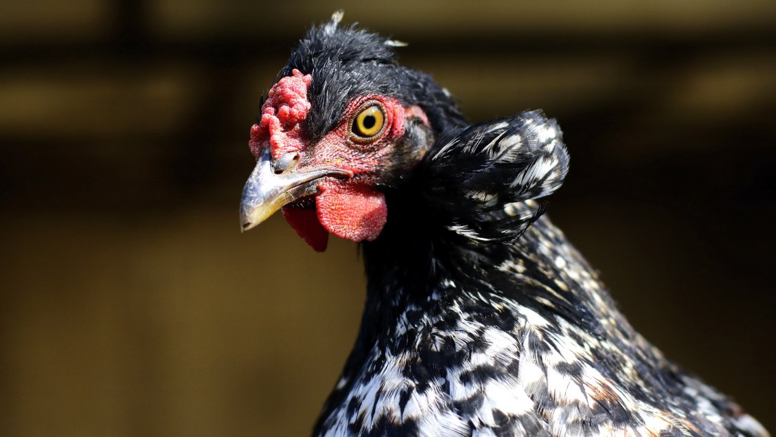 Por sospecha de gripe aviar: Universidad de Talca cerró su campus y suspendió actividades