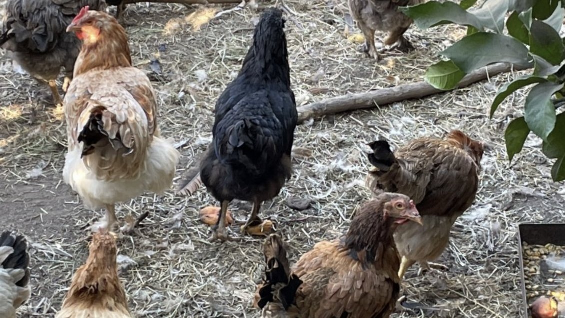 SAG confirmó séptimo caso de gripe aviar en la Región de O'Higgins