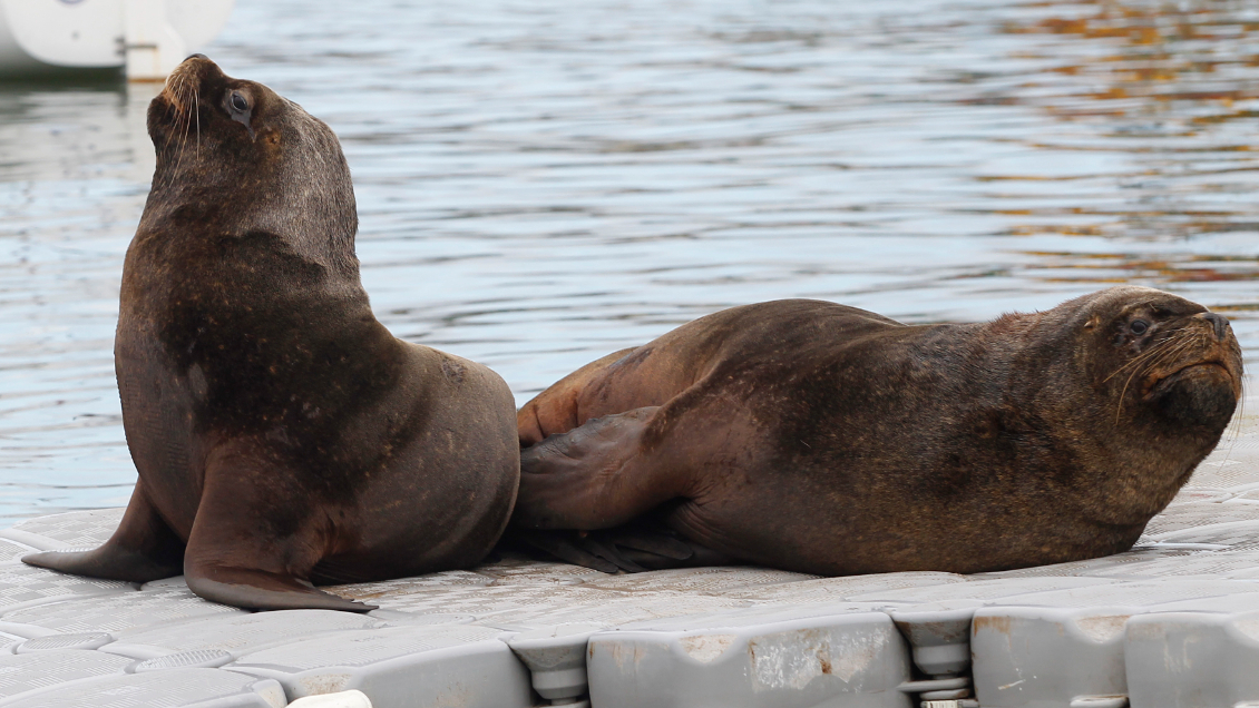 Gripe aviar: Denuncian mal entierro de un lobo marino en una playa de Concón