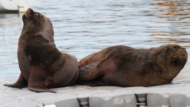 Gripe aviar: Denuncian mal entierro de un lobo marino en una playa de Concón