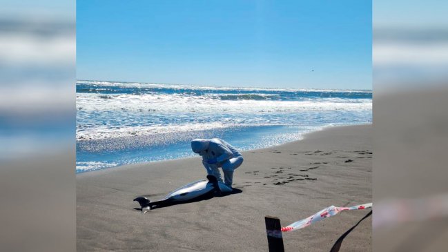 Gripe aviar: Sernapesca expresó preocupación por el delfín chileno y los pingüinos de Humboldt