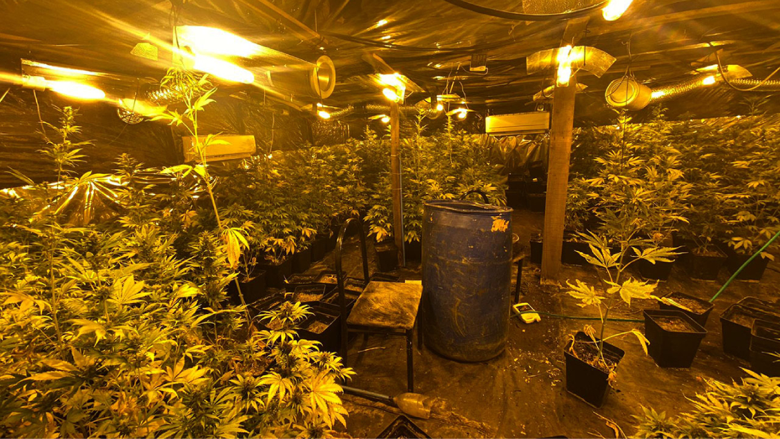 Tras robo de camión, Carabineros descubrió 251 plantas de marihuana en La Pintana