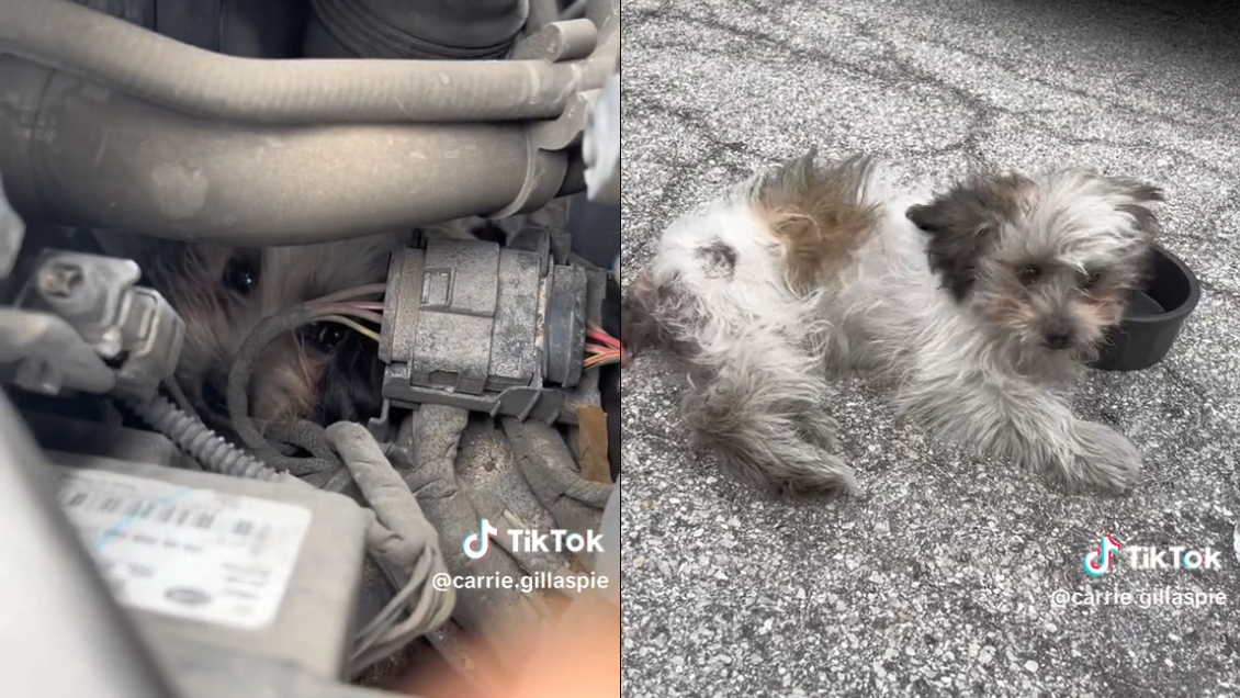 Perrita quedó atrapada en el motor de un auto, y sobrevivió a un viaje de 48 kilómetros