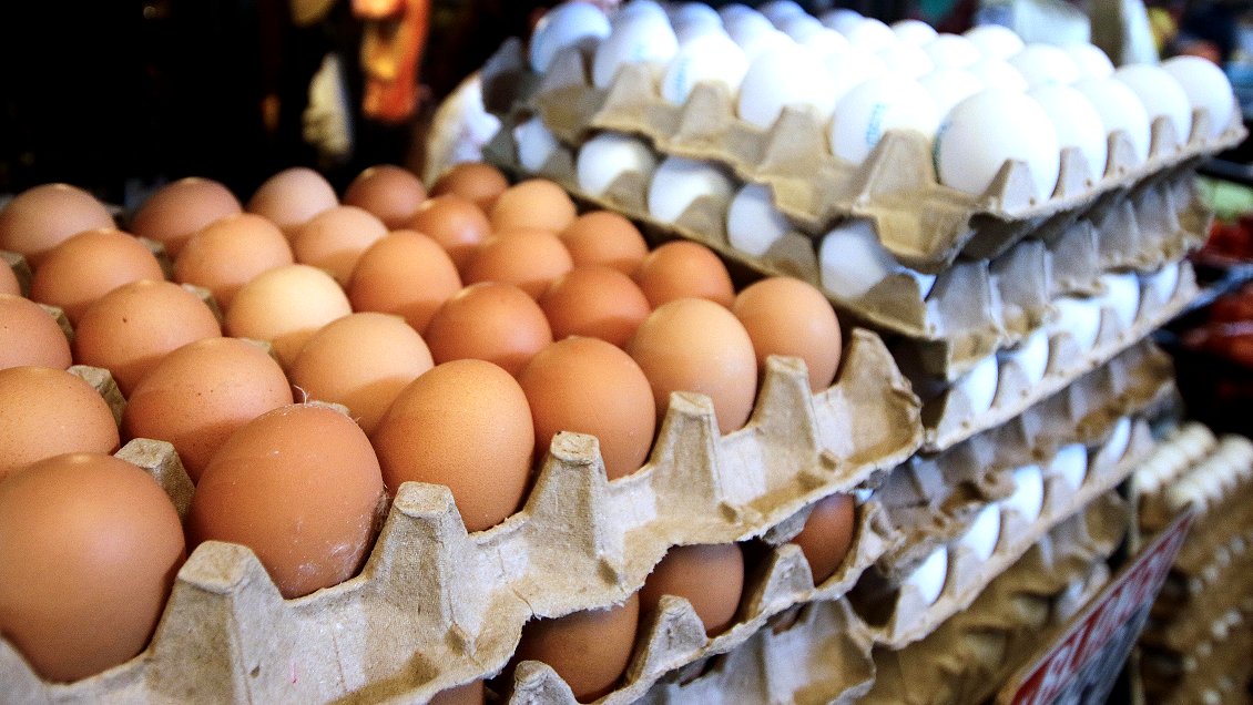 Sólo el 5% de las gallinas ponedoras de huevos han sido afectadas por la gripe