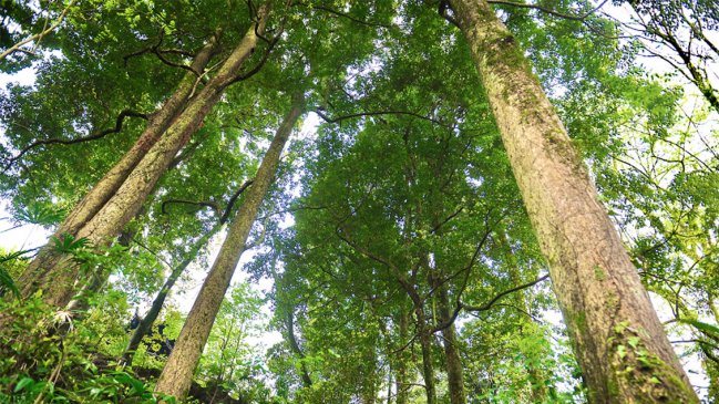 China condenó a cuatro años de cárcel a grupo que dañó árbol de 2.600 años