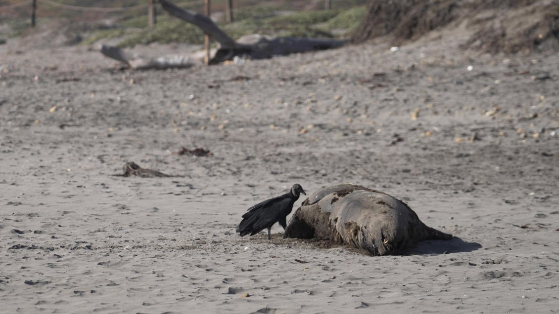 OMS: Gripe aviar se está adaptando a mamíferos, pero aún es rara en humanos
