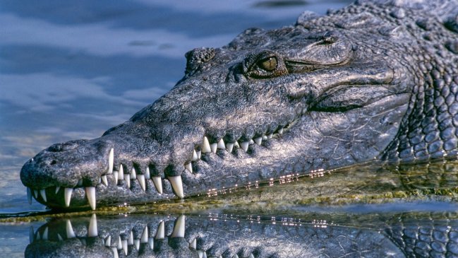 Australia: Hallan restos humanos en el estómago de un cocodrilo sacrificado
