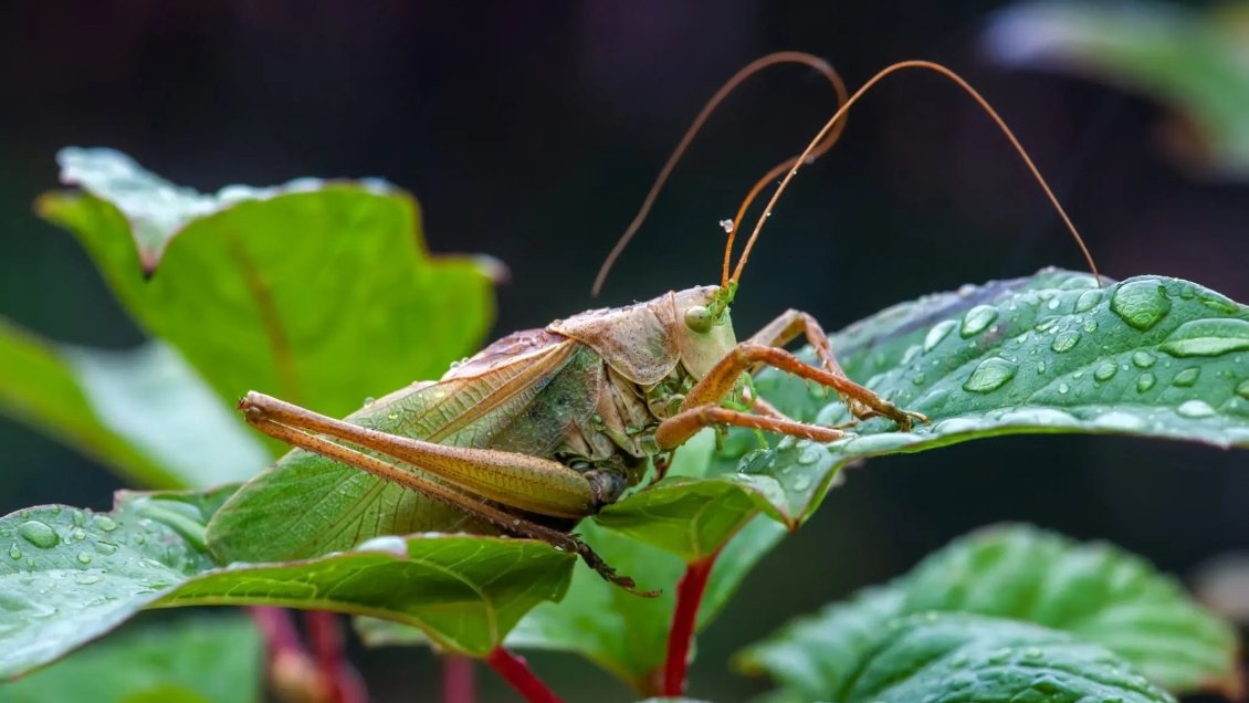 Una feromona evita el canibalismo en las langostas migratorias gregarias