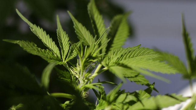 Ley contra narcotráfico: Diputada Ossandón deplora que receta médica  permita el cultivo de cannabis 