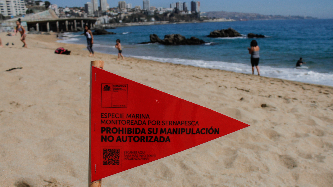 Más de 7.000 animales marinos se han visto afectados por la gripe aviar