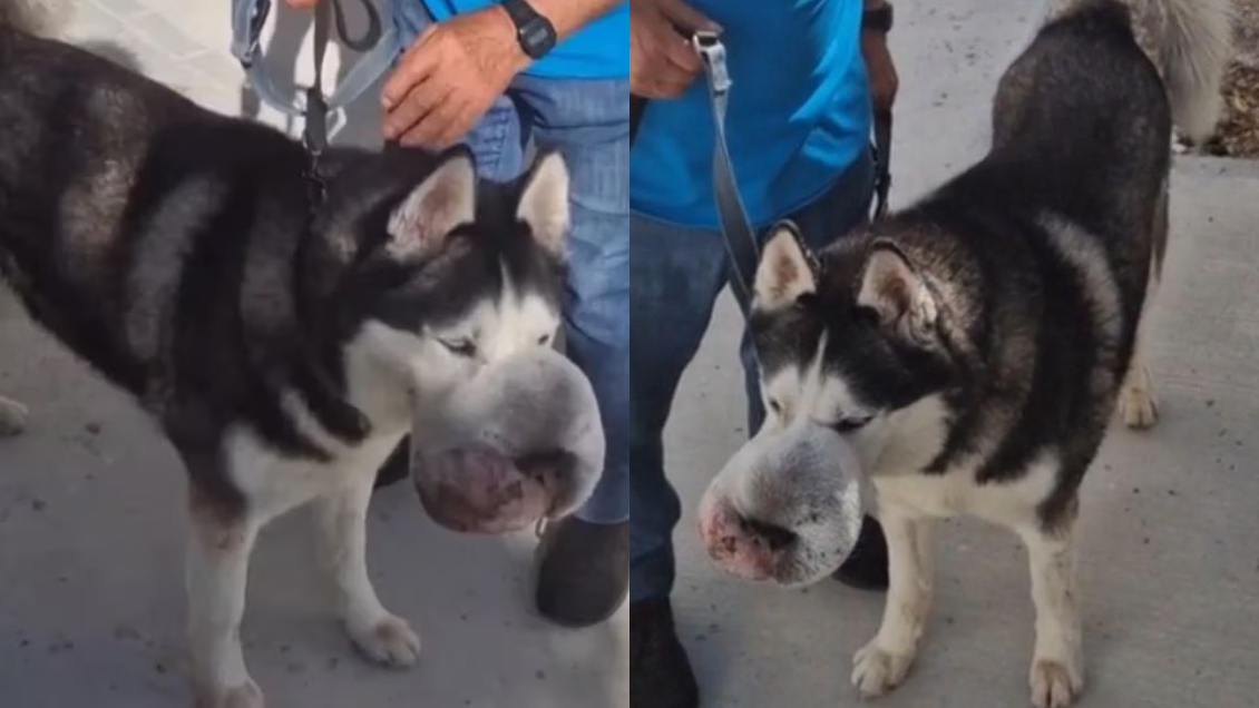 Gracias a TikTok: Salvan la vida a perrito que nadie quería operar