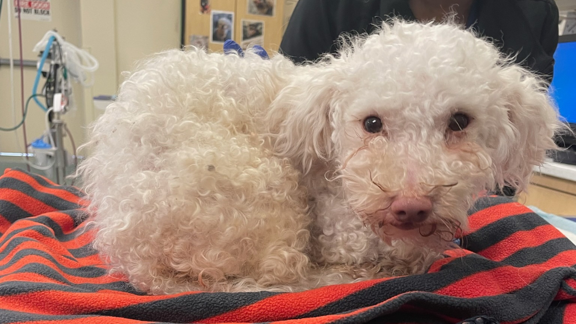 Rescatan a perrita inconsciente por sobredosis: Su dueño compartía drogas con ella