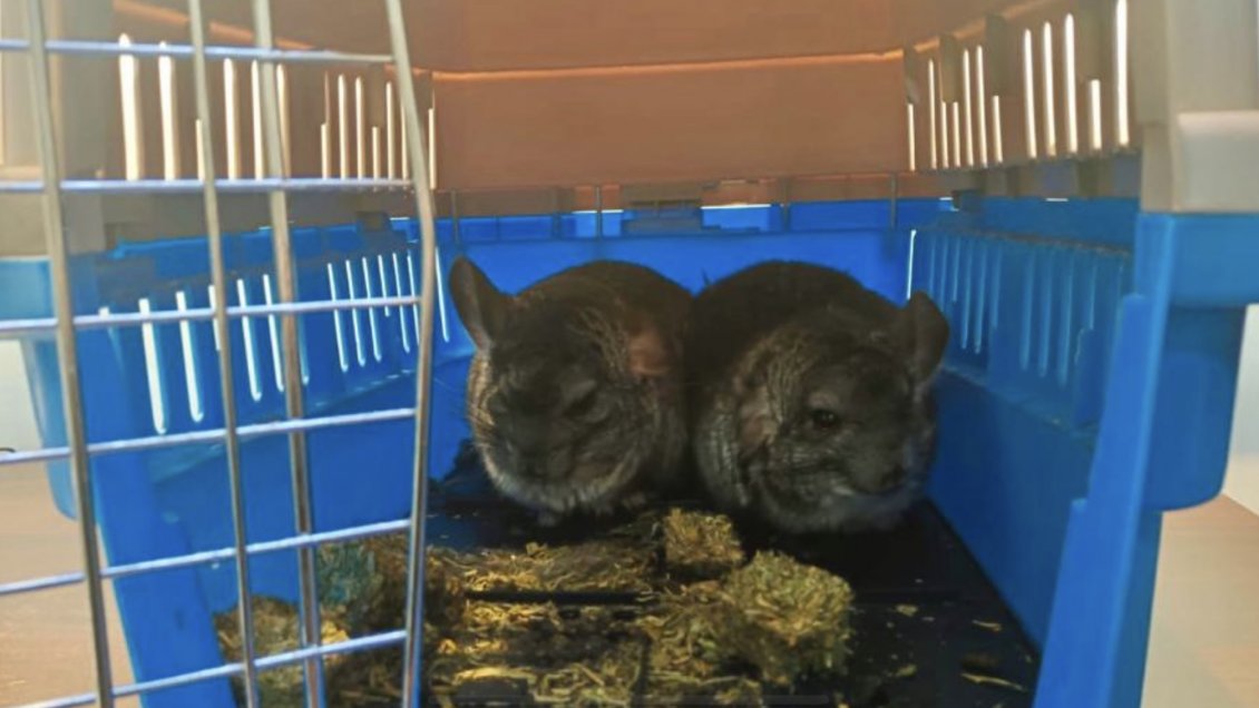 PDI rescató a dos chinchillas desde una casa en la comuna de Litueche