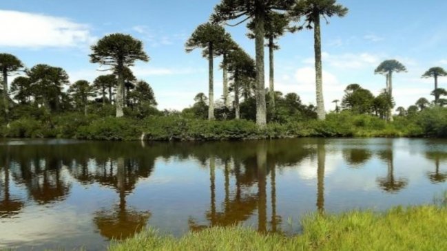 Conaf anunció supervisión en Parque Nacional Tolhuaca ante presunta toma de terrenos