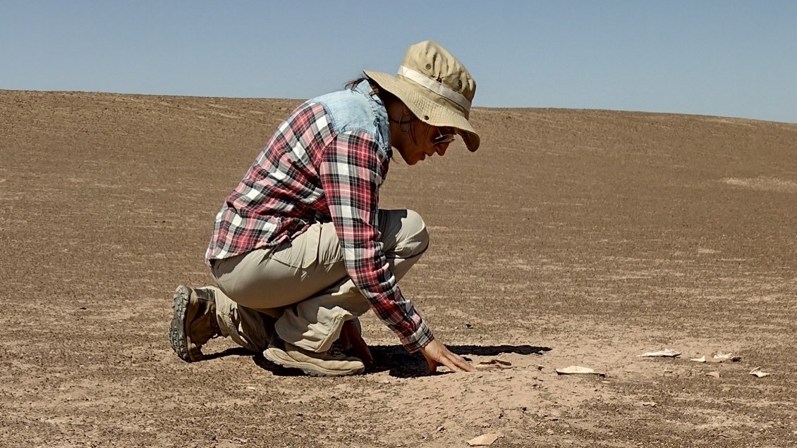 Hallan en el Tamarugal los restos fósiles de un antepasado del perro de hace 14.000 años