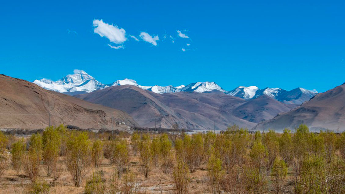 China rebaja nivel de peligro de extinción de casi 500 especies silvestres