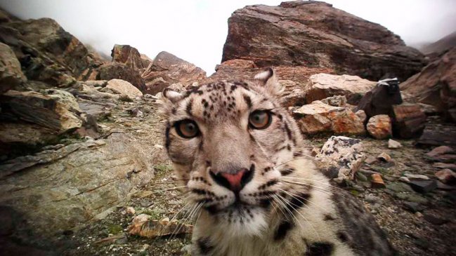 Población de leopardos de las nieves en reserva del monte Everest supera la centena